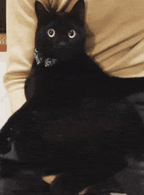 Black Cat Wiggle GIF