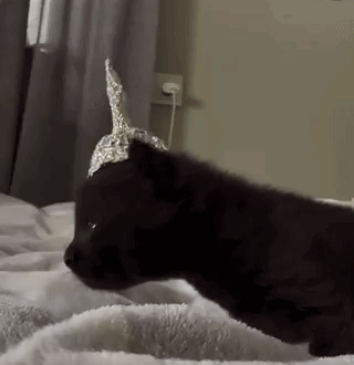 Black Cat with Aluminum Foil Hat Laying on Bed