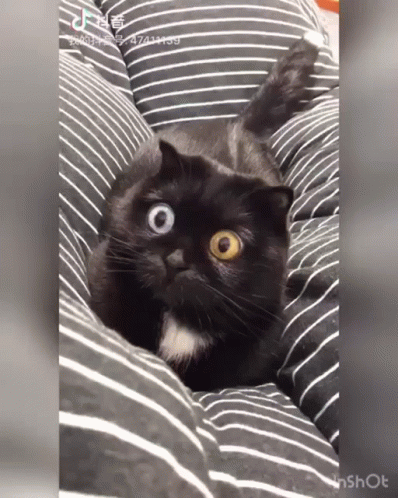 Black Cat With Heterochromia Laying On Striped Pillow GIF