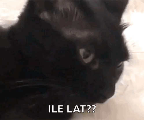 Black Cat With Ile Lat Text