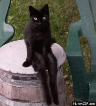 Black Cat With Long Legs GIF
