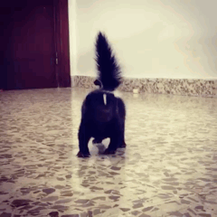 Black Cat With Long Tail Walking