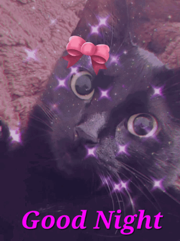 Black Cat With Pink Bow Saying Good Night