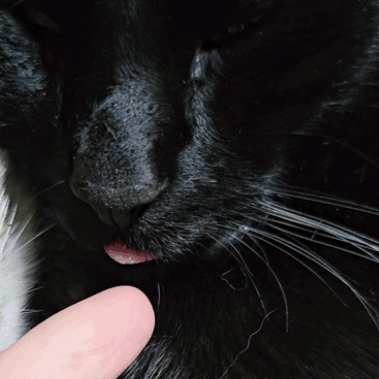 Black Cat With Pink Tongue Sticking Out GIF