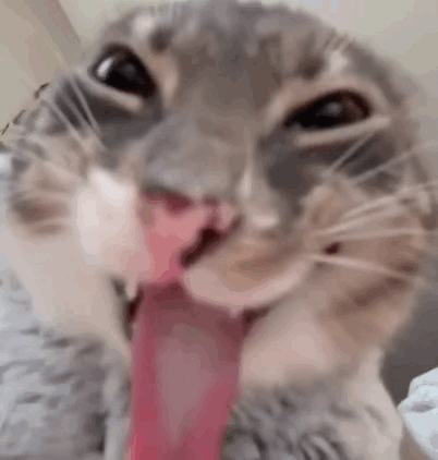 Black Cat With Pink Tongue Sticking Out GIF