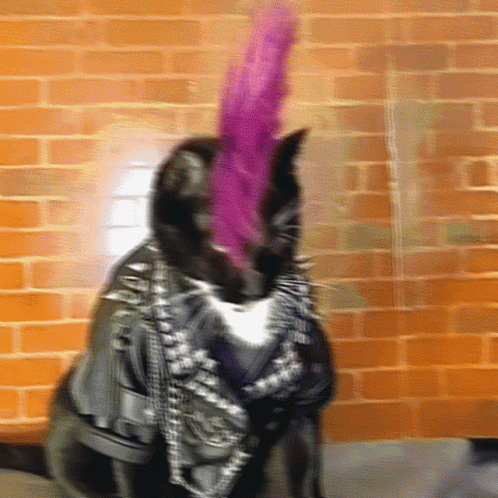 Black Cat with Purple Mohawk and Leather Jacket