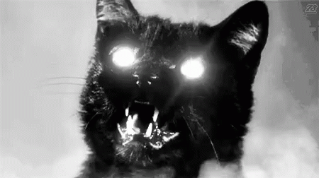 Black Cat With Shining Eyes Friday The 13th GIF