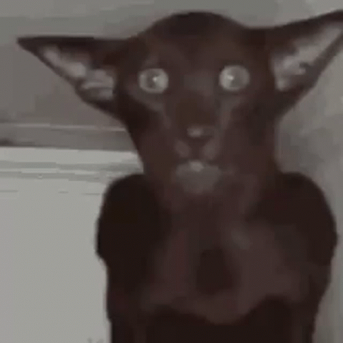 Black Cat With Surprised Look Looking At Camera GIF