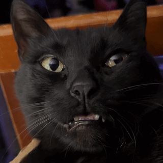 Black Cat with Yellow Eyes Looking at Camera