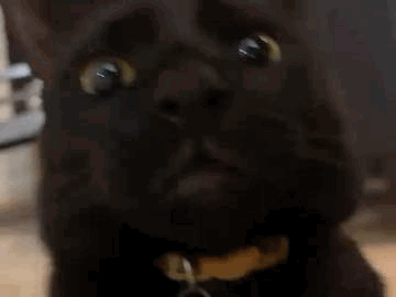 Black Cat With Yellow Eyes Looking Up GIF