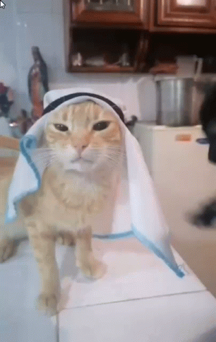 Black Cat Yellow Cat Playing GIF