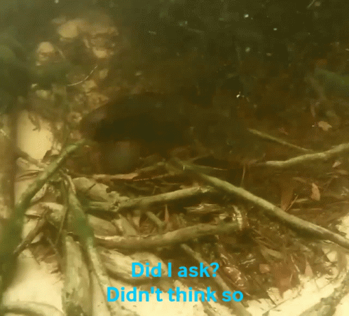 Black Catfish Swimming GIF