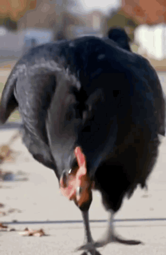 Black Chicken With Red Beak Standing