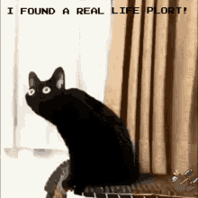 Black Curious Cat Memes Warp Life Plort GIF