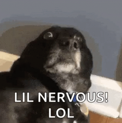 Black Dog Avoid Eye Contact Nervous Meme GIF