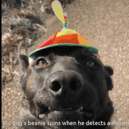 Black Dog Colorful Hat My Dog's Beanie Spins When He Detects a Moron
