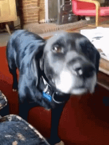 Black Dog Curiously Sniffing GIF