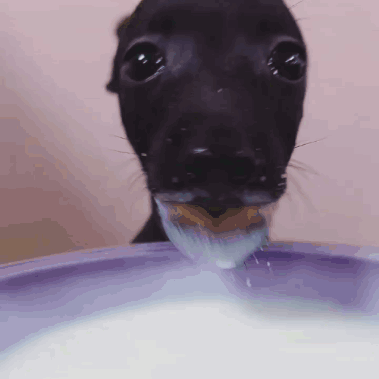 Black Dog Drinking Milk
