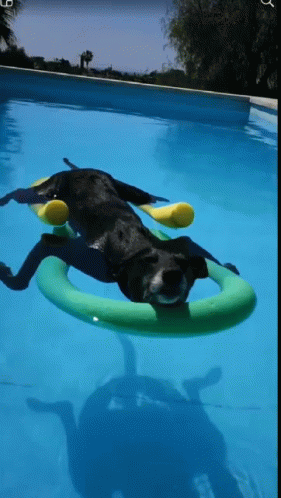 Black Dog Floating on Green Ring