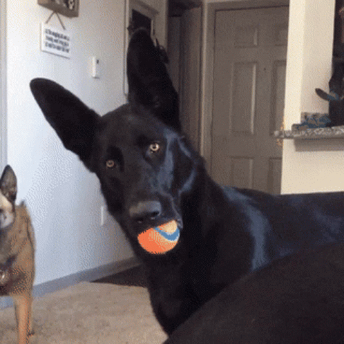 Black Dog Holding Tennis Ball in Mouth