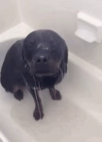 Black Dog in Bathtub Spitting Water