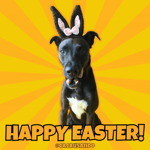Black Dog in Bunny Ears Happy Easter