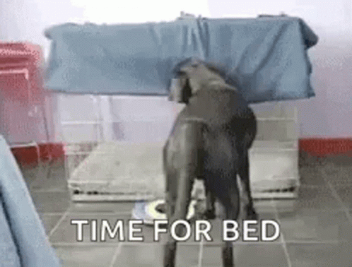 Black Dog In Front Of Cage Saying Time For Bed GIF
