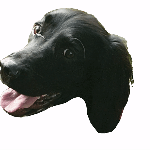 Black Dog Laughing GIF