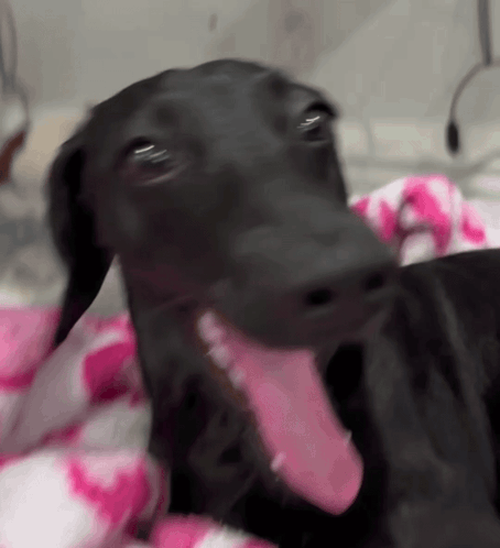 Black Dog Laying On Pink and White Blanket Tongue Out