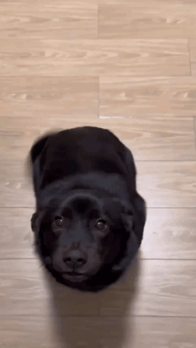 Black Dog Laying on Wooden Floor