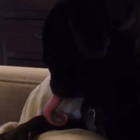 Black Dog Licking Feet GIF