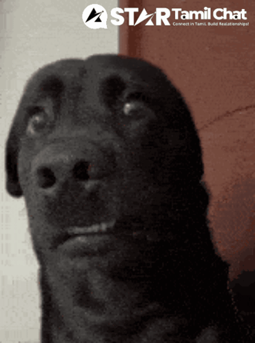 Black Dog Looking Up