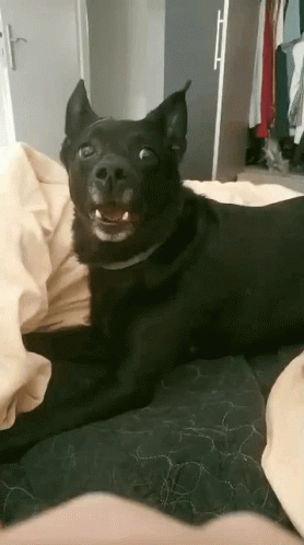 Black Dog Lying Bed Staring Camera Mouth Open