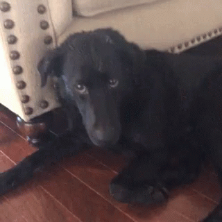 Black Dog Lying Near White Chair