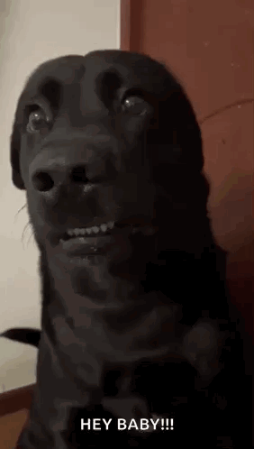 Black Dog Making Funny Face at Camera