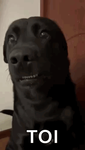 Black Dog Making Funny Face Saying Toi