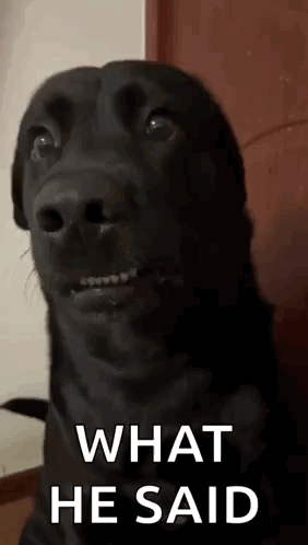 Black Dog Making Funny Face Saying What He Said