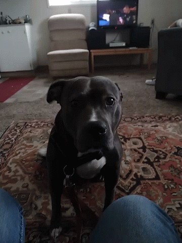 Black Dog on Rug in Front of Television