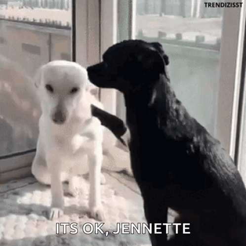 Black Dog Petting White Dog While Another Dog Looks On