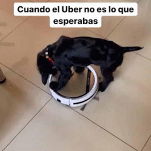 Black Dog Playing With Robotic Vacuum