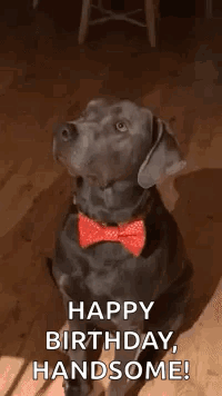 Black Dog Red Bow Tie Collar Sitting