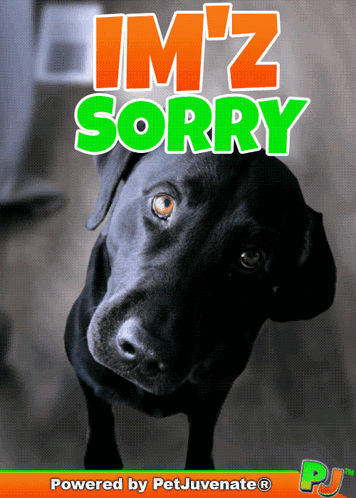 Black Dog Saying Im 'z Sorry