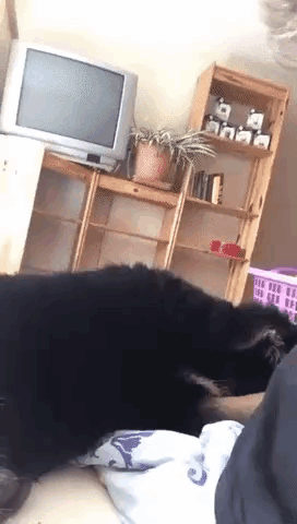 Black Dog Saying Sup GIF