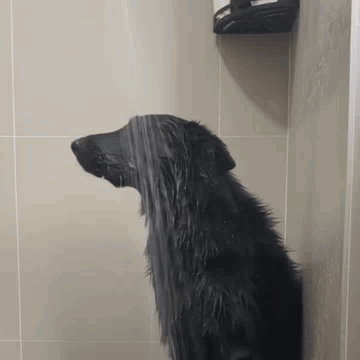 Black Dog Showering