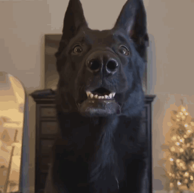 Black Dog Showing Teeth