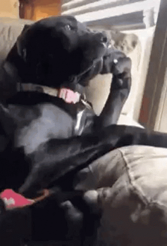 Black Dog Sitting on Couch Eating Food