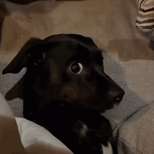 Black Dog Sitting on Couch Surprised