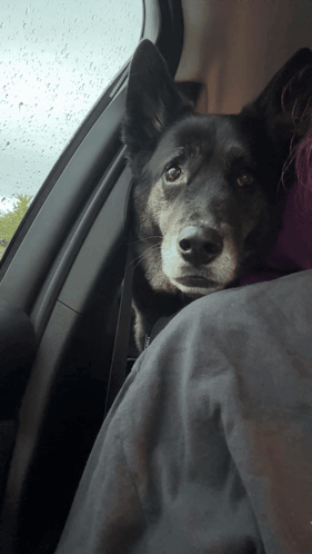 Black Dog Sitting On Lap In Car GIF