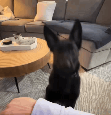 Black Dog Standing In Front Of Coffee Table GIF