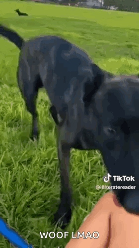 Black Dog Standing in Grassy Field With Person on Leash